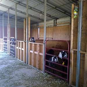 So many sweet goats!