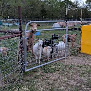 curious goats