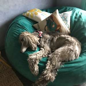 My dog loving the monstrous bean bag chair
