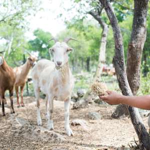 Daniel introduced us to his cute goats