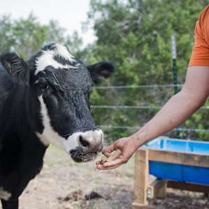 Meet Heidi, one of the most friendly loving cows you will ever see!