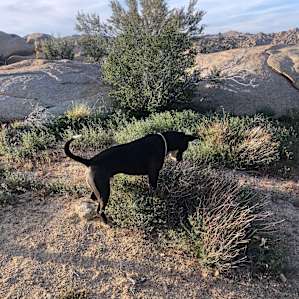 Buddha trying to hunt