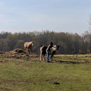 Horses are very friendly.