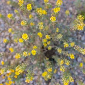Big Bend Camp Terlingua