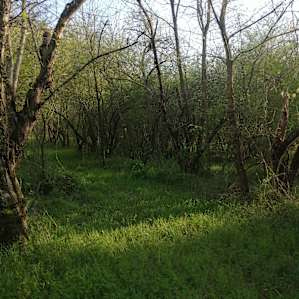 Shady Grove on 201 acres.
