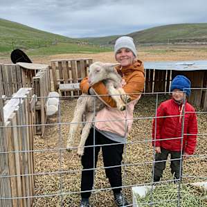 Tin Willows Milk a Sheep Camp