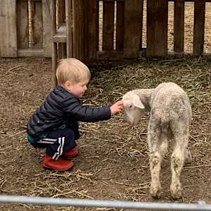 Tin Willows Milk a Sheep Camp