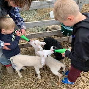 Tin Willows Milk a Sheep Camp