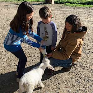 Feeding the baby lamb