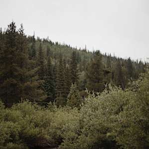 Idlewild Campground
