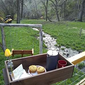 Breakfast at the ranch. Gluten free lemon muffins, organic coffee and freshly made butter. And the tulip bloomed a few hours later :).