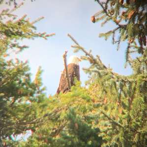 Bald eagle!
