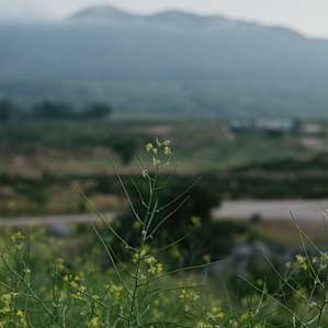 Walk-in Tent Sites at The EcoShire