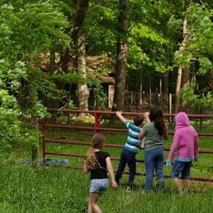 Welcome to Hyacinth's Barnyard