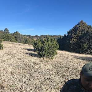 There’s turkey in them woods.