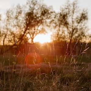 The light here is so pretty! There's some beautiful elm trees lining the property and as the sun set everything lit up orange and gold.