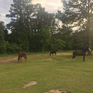 The herd keeping us company as we set up camp.