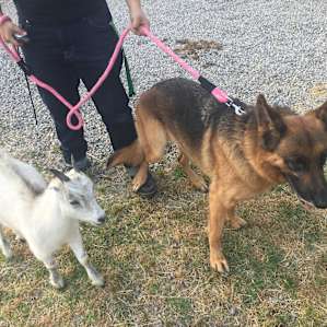 Marsha the house goat is great. Her mission this weekend was to keep our German Shepherd in line by headbutting her.