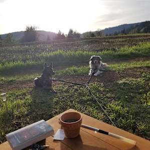 Our tired pups enjoying the sunset