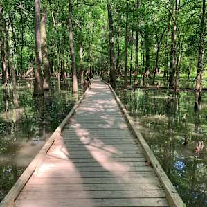 You can run the boardwalk until you hit the back trails
