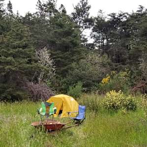 Grassy meadow ringed by Cypress