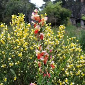 Grassy meadow ringed by Cypress