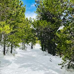 Road to the cabin - a snowy 0.5 mile walk in spring, an easy drive once the snow melts.