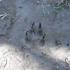 We think this is a print of a raccoon.