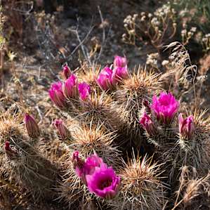 We came at the perfect time for all of the cactus blooms!