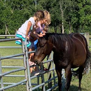 Horses