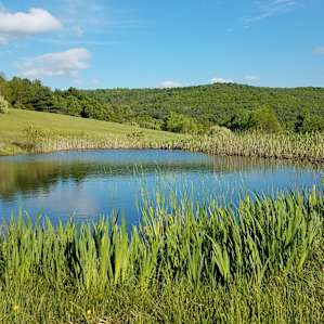 The pond