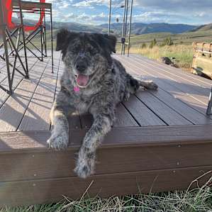 Pup enjoying the gazebo