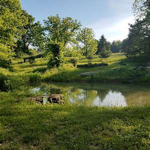 Beautiful pond to meditate at.
