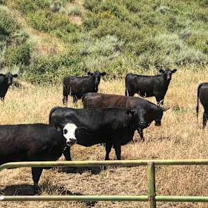 So many cows and horses on the way!