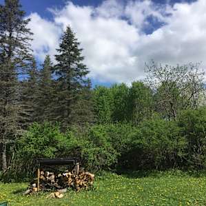 Yurt in the Pines