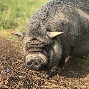 Lulu the pig is a most gracious host that wonders the property
