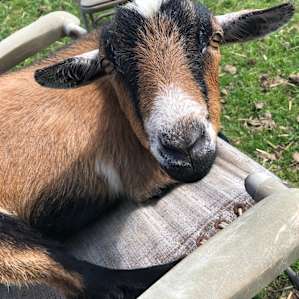No, really, I am a good listener.