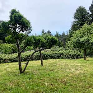 Fruit trees dot the property but still make it seem open and not cramped. 🍎🍋🍊
