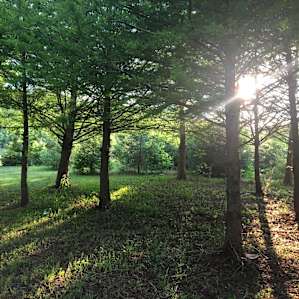 Sunset through the trees