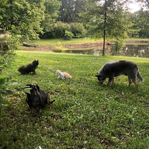 All the boys enjoyed being able to be off leash