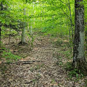 Route up from car to campsite.
