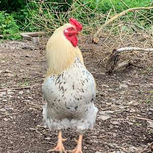 Honey Hollow Farmstay