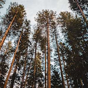 Camp in the forest