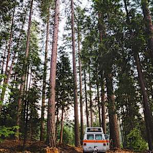 Camp in the forest
