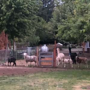 Sunset Farms Sanctuary