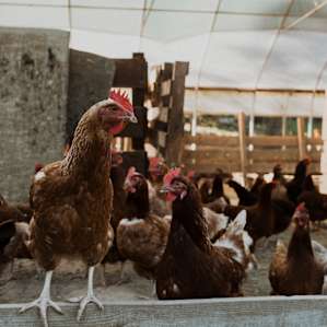 You're staying on a working farm so there's lots of chickens!
