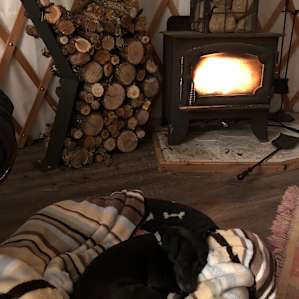 Dog snoozing inside yurt.