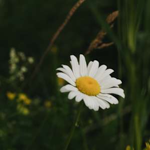 Hudson Valley Farm Camping
