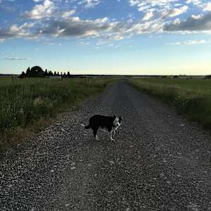 Lucy, a border collie, loves to go for walks
