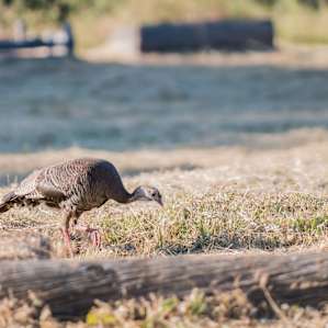 We shared the campsite with the cutest female turkey